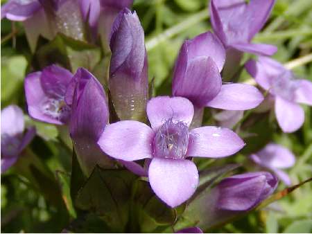 Gentianella germanica ? e Euphrasia minima ?